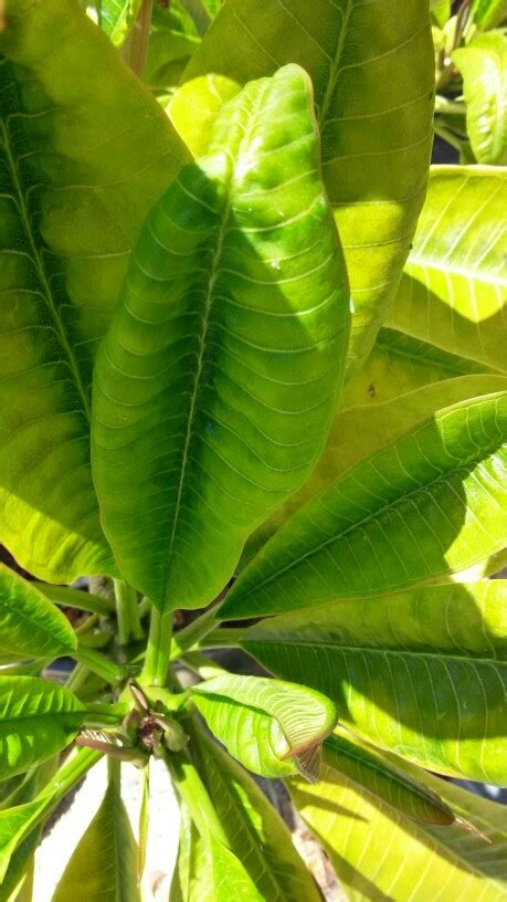 Plumeria Leaves Turning Yellow Brown Some Leaves Curl