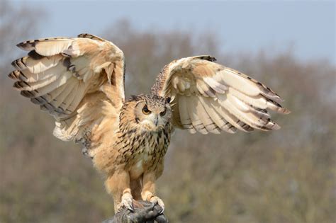 Bakgrundsbilder natur fågel vinge posta vit vilda djur och