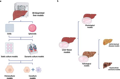 Toward 3d‐bioprinted Models Of The Liver To Boost Drug Development