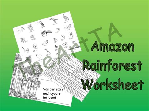 Rainforest Layers Worksheet (Amazon) | Teaching Resources