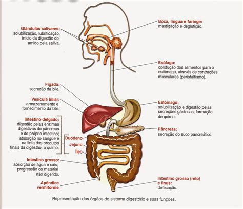 O Sistema Digestório é Formado Por Diversos órgãos Que Atuam