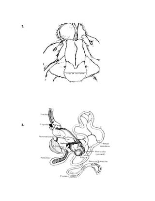 Manual De Necropsia Aviar Pdf