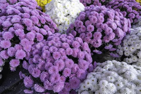 Flowers in a cemetery 7517480 Stock Photo at Vecteezy