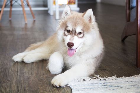 Maneras De Mantener Viva La Memoria De Tu Amado Husky Con Mis Mascotas