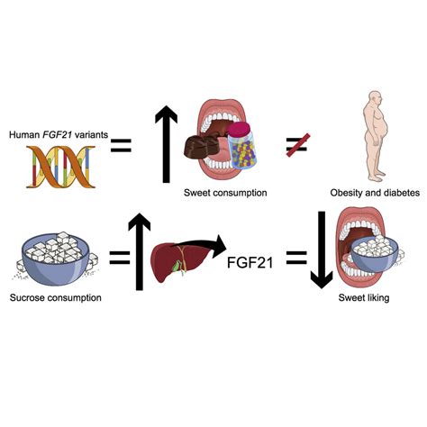 FGF21 Is a Sugar-Induced Hormone Associated with Sweet Intake and ...