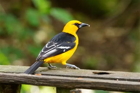 Orioles in Texas – Global Birding Initiative