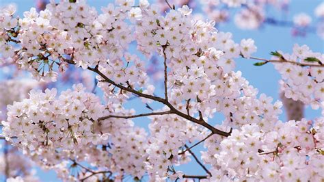 Sfondi Cibo Cielo Ramo Fiore Di Ciliegio Fiorire Primavera