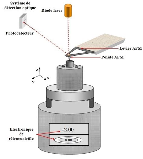 Microscopie Force Atomique Pour L Tude De Complexes Biologiques