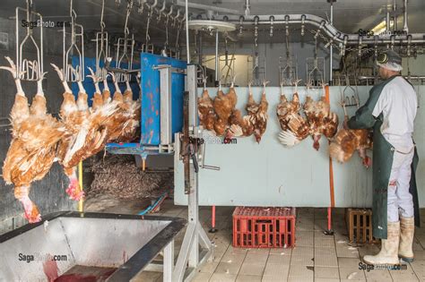 Photo De LABORATOIRE ABATTAGE ELEVAGE DE VOLAILLES EN PLEIN AIR