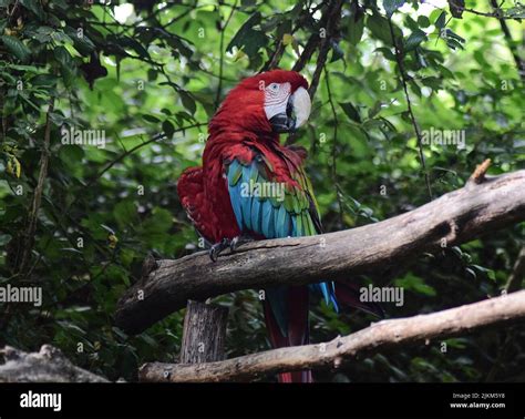 Parrot In Forest Hi Res Stock Photography And Images Alamy