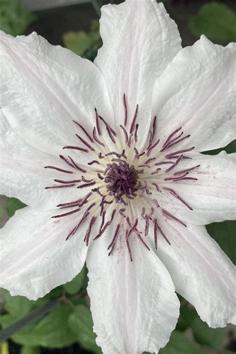 Buy Snow Queen Clematis | FREE SHIPPING | Wilson Bros Gardens | 1 ...