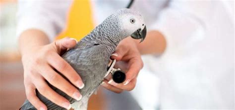 What You Should Know About Parrot Anatomy and How to Keep It Healthy | Birds Coo