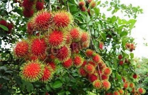 5 Rambutan Seeds Hw94003 Etsy