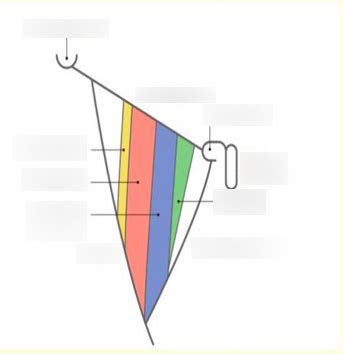 Boundaries of the Femoral Triangle Diagram | Quizlet