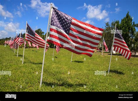 Patriotic Display Of Multiple Large American Flags Wave In The Wind