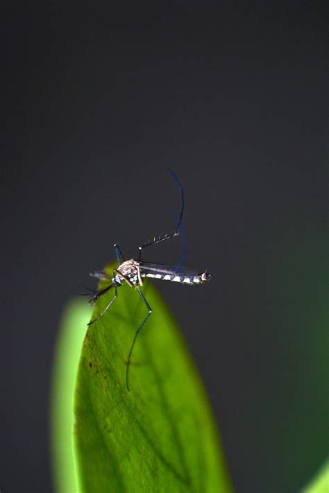 Alerta por una impresionante invasión de mosquitos en el AMBA