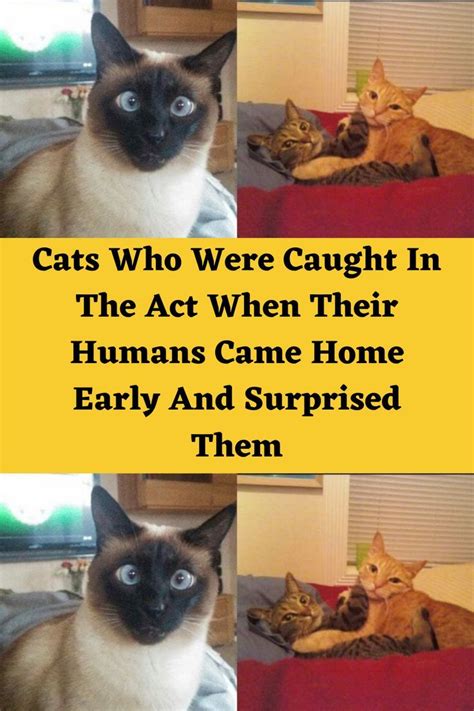 Cats Who Were Caught In The Act When Their Humans Came Home Early And