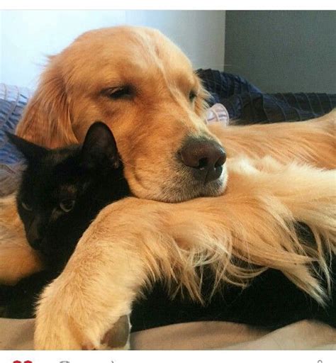 Pin By Sapphic Vibes On Golden Retriever X Black Cat Black Cat Aesthetic Cat Aesthetic Cat