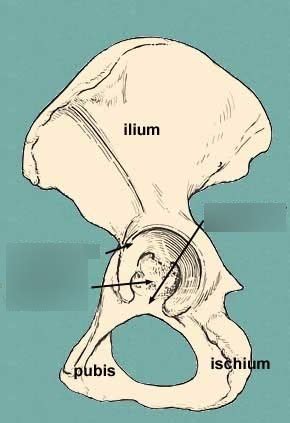 Acetabulum Osteology Diagram Quizlet