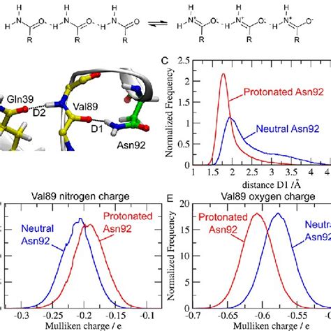 A Resonance Forms Of Amides In Hydrogen Bonding Networks B