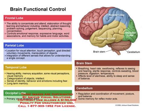 12 best images about BRAIN FUNCTIONS on Pinterest | Brain anatomy and function, The brain and ...