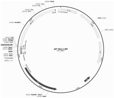 一种转氨酶突变体编码基因及其应用