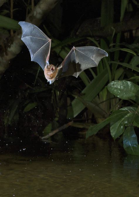 Quer Conhecer Os Morcegos Da Amazónia Em 2020 Morcego Animais Natureza