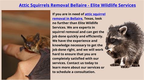 Ppt Attic Squirrels Removal Bellaire Elite Wildlife Services