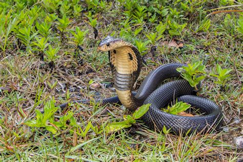 Monocellate Cobra In April 2023 By Artur Tomaszek INaturalist