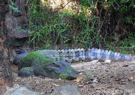 鳄鱼物种资料收集 最全介绍 知乎