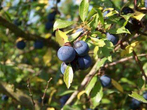 Free Images Tree Branch Fruit Berry Flower Bush Food Harvest