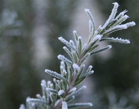 Pruning Rosemary - How and When to Prune Rosemary Plants & Bushes