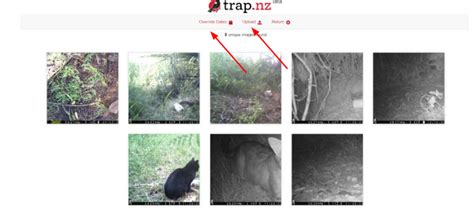 Camera Trap Recording Trapnz Help And User Guides