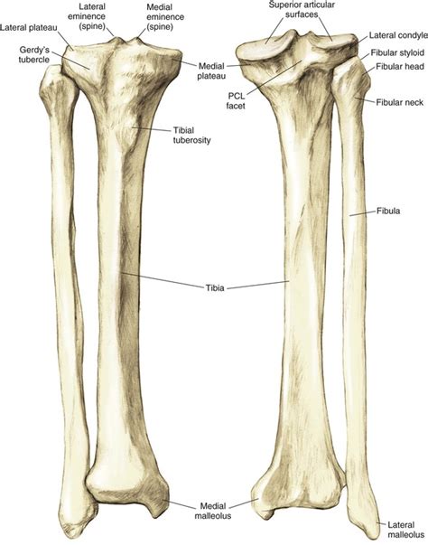 Knee And Lower Leg Musculoskeletal Key