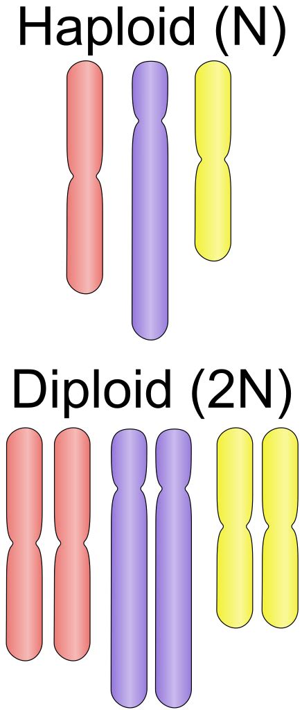 Difference Between Haploid And Diploid Compare The Difference Between