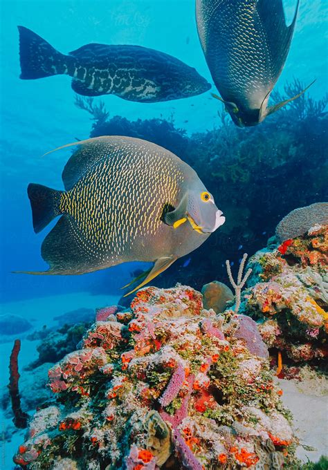 Angelfish Holacanthus Ciliaris Cozumel Mexico Caribbean North