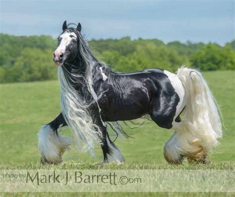 Rare Horses Big Horses Beautiful Horse Pictures Most Beautiful