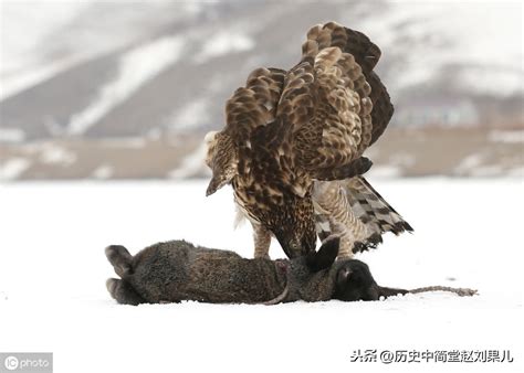 玉爪海东青多少钱一只（飞禽之王） 首都新闻网