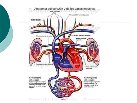 Examen Fisico Aparato Cardiovascular PPT