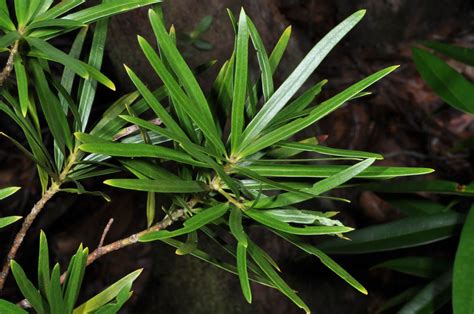 Podocarpus Plant Podocarpaceae Image At Phytoimages Siu Edu