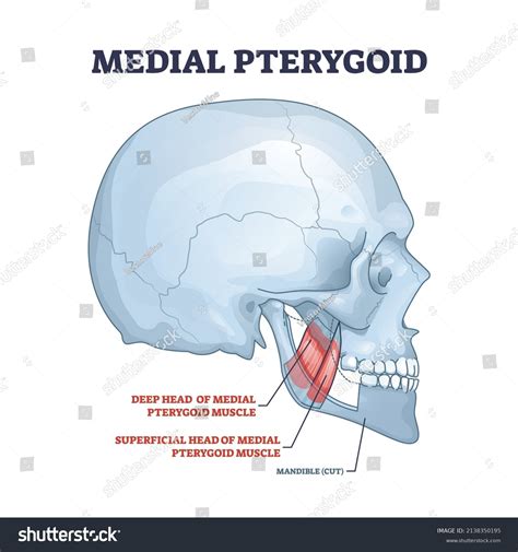 36 Masticatory Muscles Images Stock Photos Vectors Shutterstock