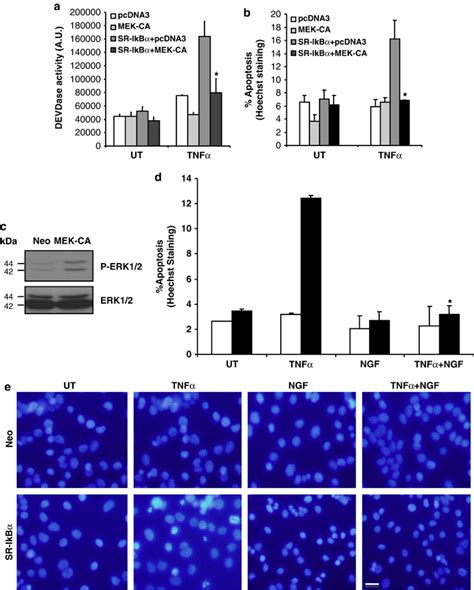 Constitutive activation of MAPK/ERK pathway or NGF treatment protects ... 