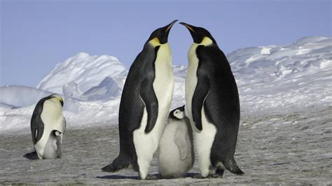 Discover the Different Types of Penguins in Antarctica - HolidayNomad.com