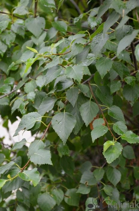 Betula Pendula Magical Globe Globe Brzoza Brodawkowata