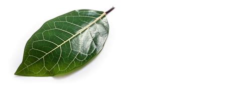 Banyan Tree Leaf Stock Photos, Images and Backgrounds for Free Download