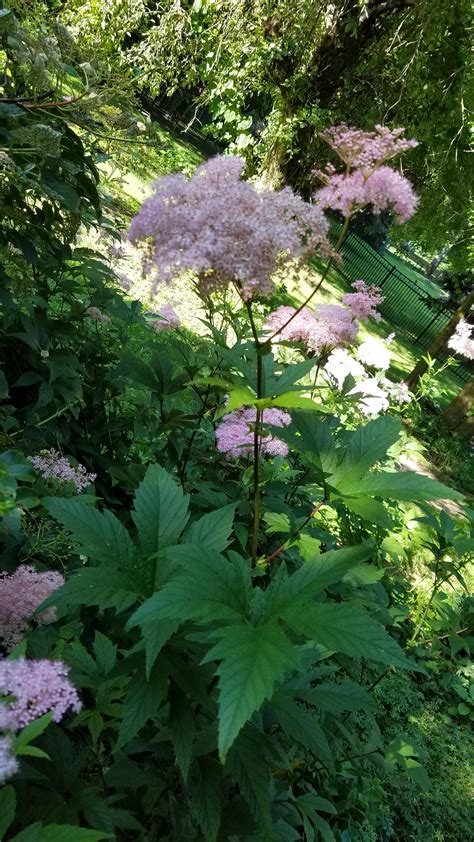 What is this? Zone 5b. Almost thought it was a weed or a stray tree ...