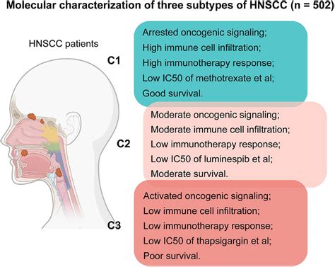 Frontiers Characterization Of Molecular Subtypes In Head And Neck