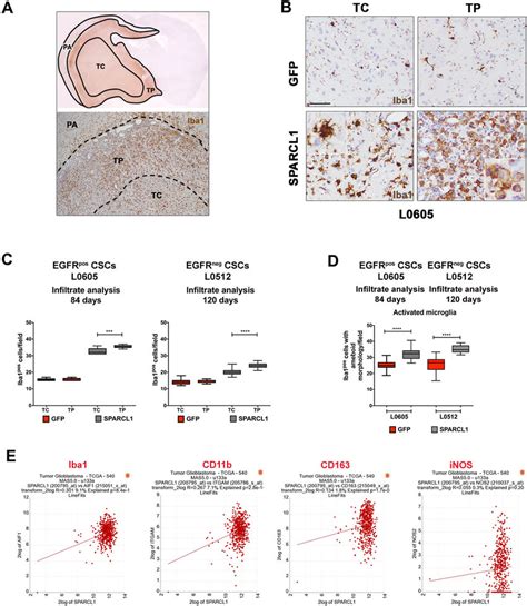 Sparcl1 Induces A Significant Increase In Activated Microglia That Download Scientific Diagram