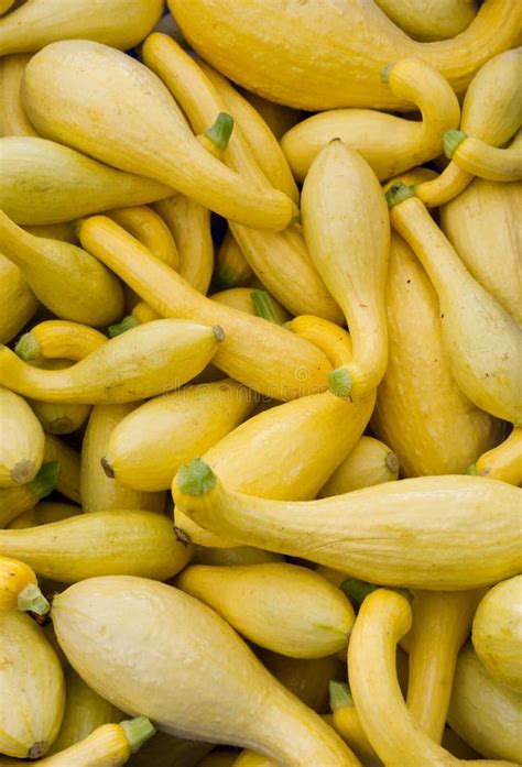 Crook Neck Squash Stock Image Image Of Rain Vegetable 10916411