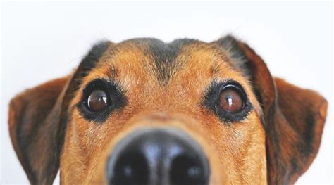 Long Nose Dog> 15 Breeds [Plus NEW Record Holder] PICS